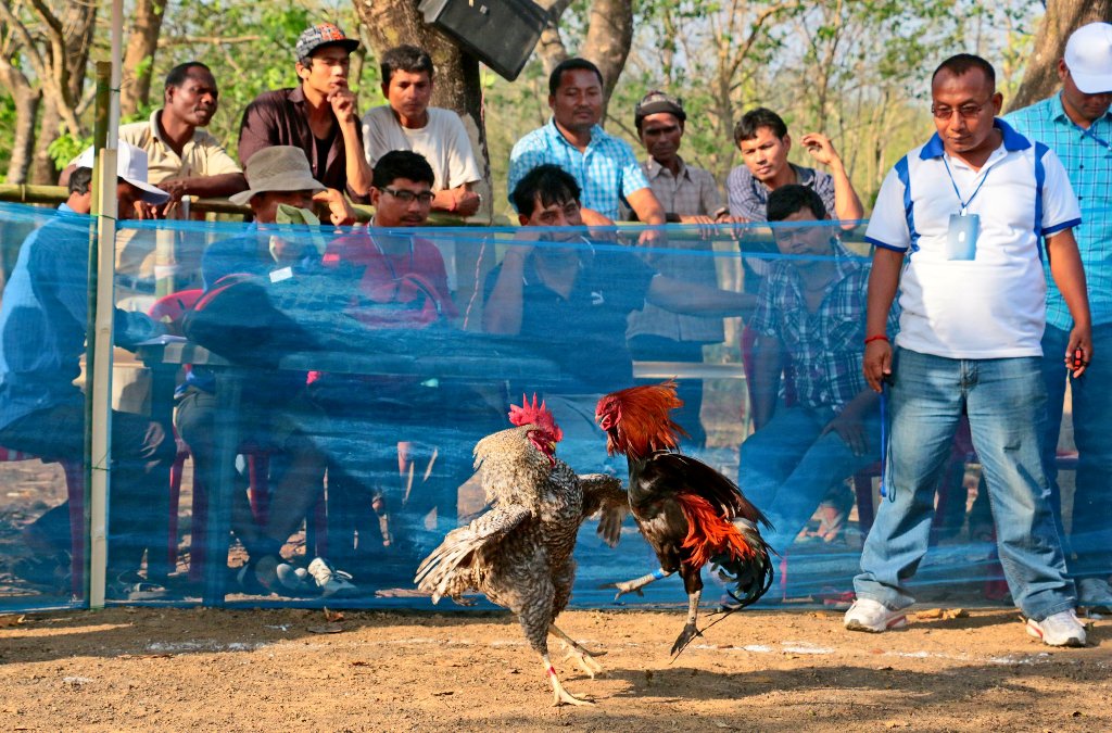Cock Fighting at Baokhungri festival