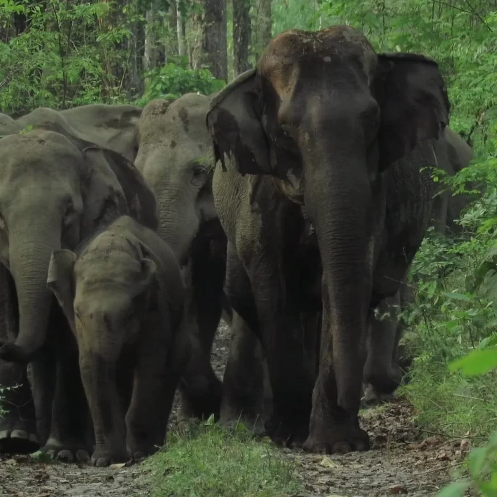 Elephants Spotted in Raimona National Park