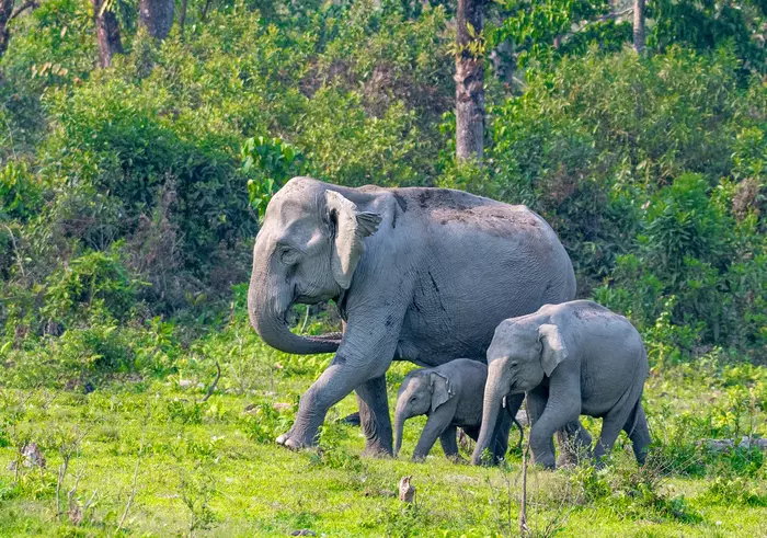 Wildlife Sanctuary in Assam 2023